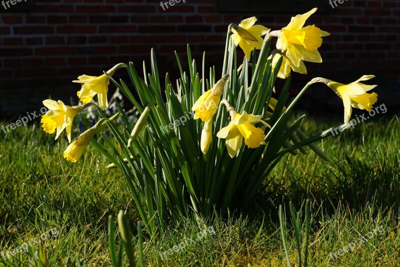 Daffodils Osterglocken Narcissus Pseudonarcissus Flowers Spring