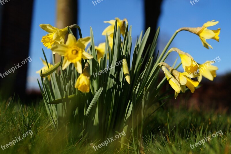 Daffodils Osterglocken Narcissus Pseudonarcissus Flowers Spring