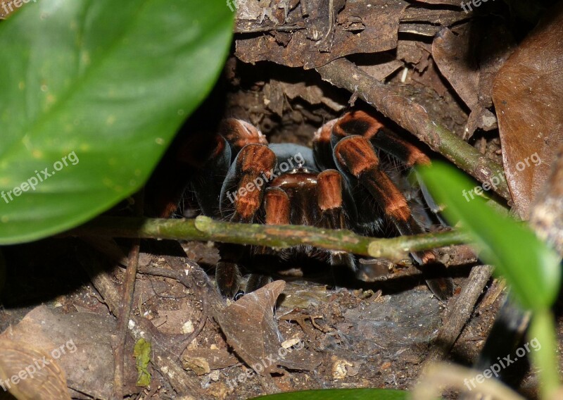 Tarantula Spider Insect Exotic Cave