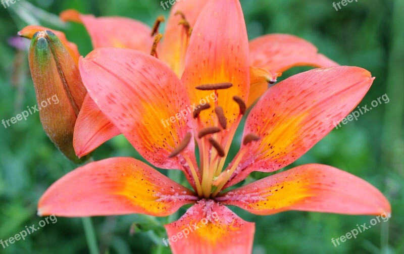 Feuerlilie Widlblume Blossom Bloom Red