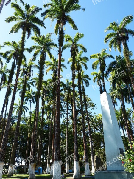 Palm Forest Royal Palm Trees Rainforest