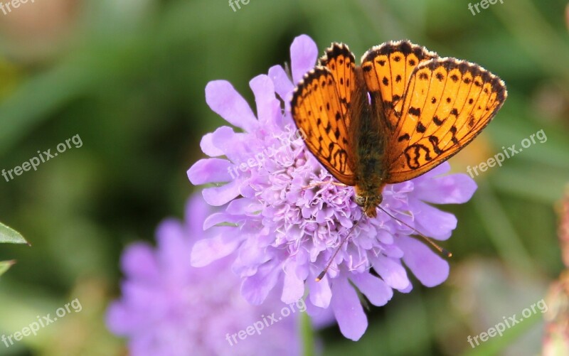 Brown Spotty Mother Of Pearl Butterfly Butterfly Wild Flower Insect Free Photos