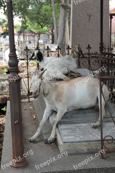 Goat Cemetery Surabaya Free Photos