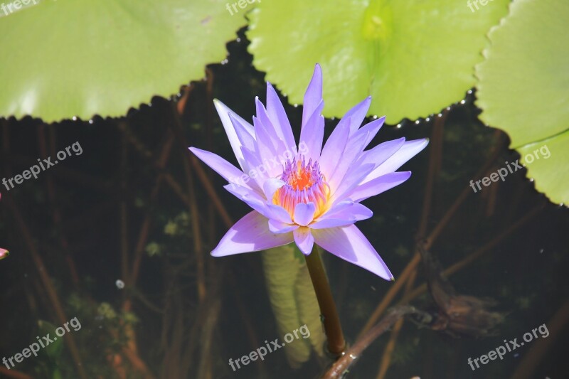 Water Lily Purple Blossom Bloom Aquatic Plant