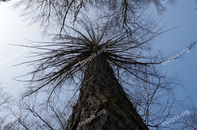 Tree Larch Winter Crown Sky