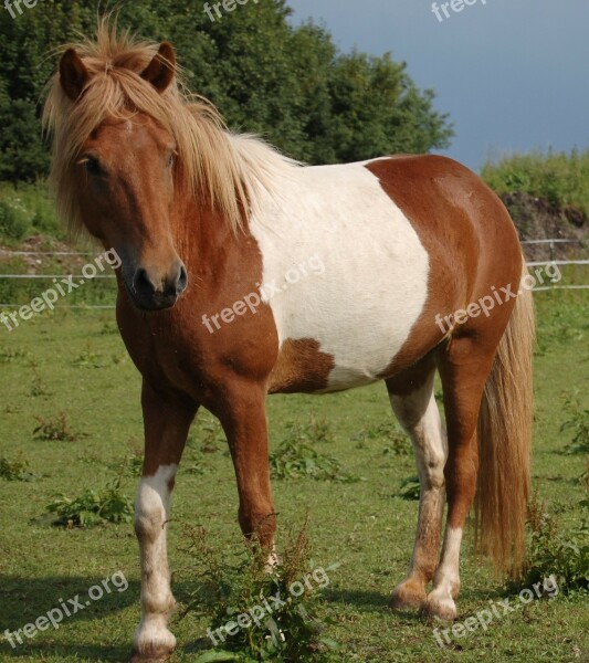 Iceland Pony Horse Patched Pasture Iceland Horse