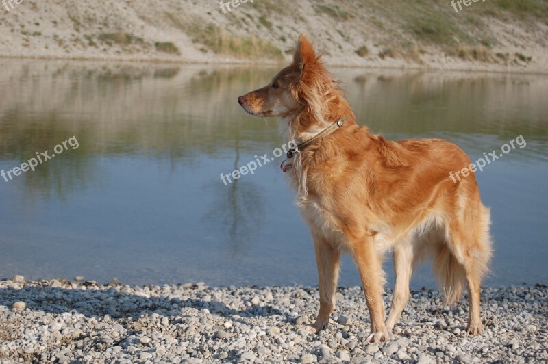 Dog Vigilant Tense Free Photos