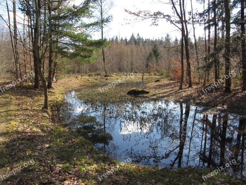 Pond Spring Reflection Mirror Sky