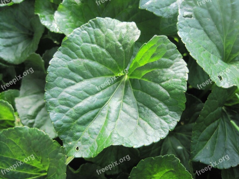 Violet Leaf Leaf Green Violets Veined