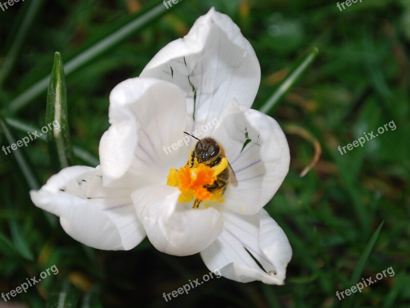 Bee Flower Blossom Nature Garden