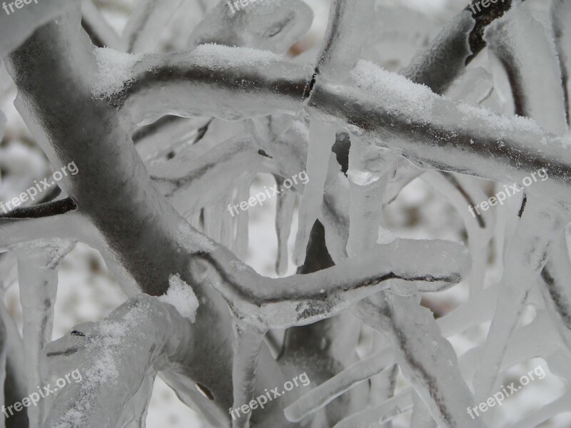 Frozen Ice Storm Branches Ice Winter