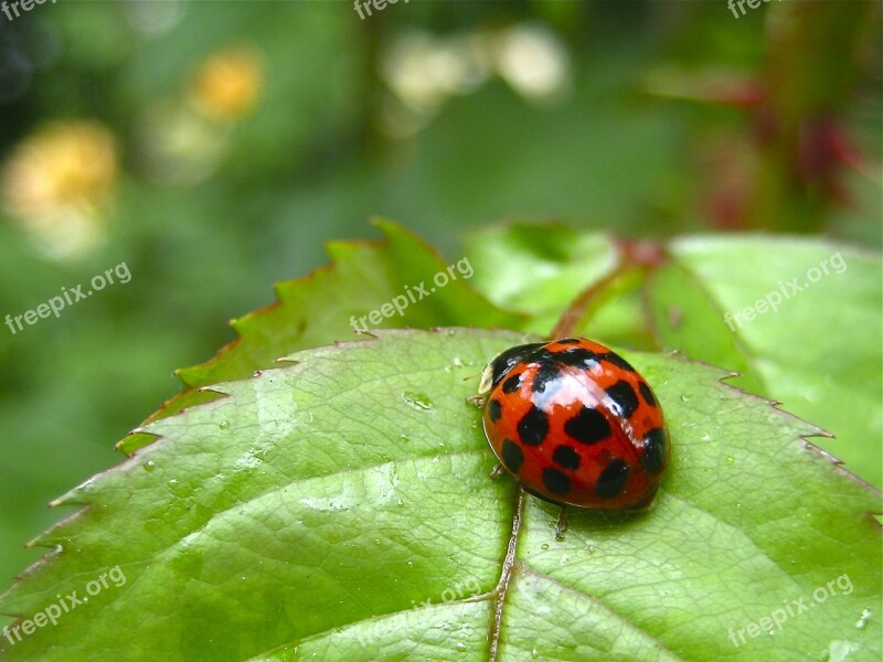 Ladybug Green Red Nature Leaf