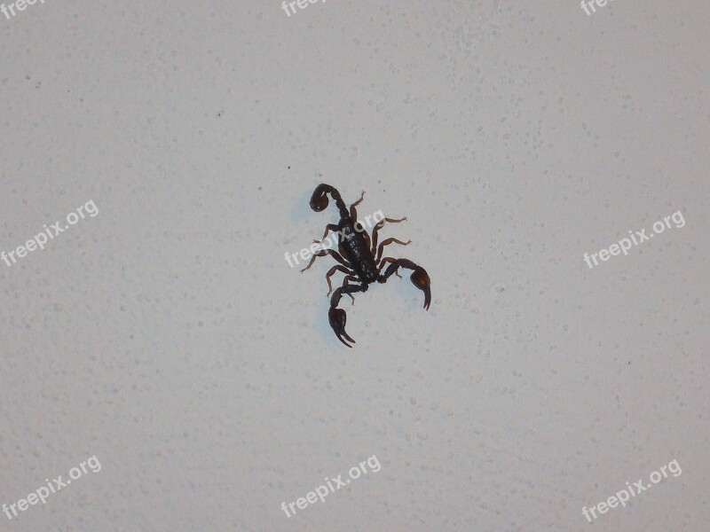 Scorpio Invertebrates Chele Free Photos