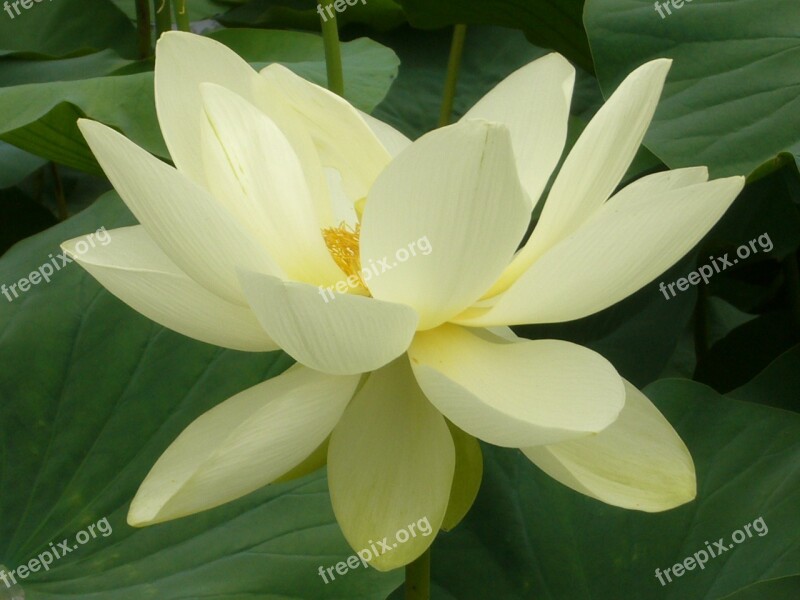 Flower Water Lilies Petals Free Photos