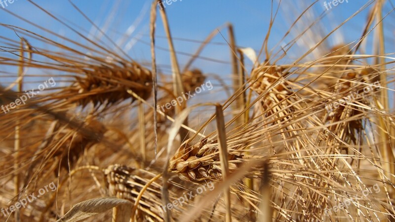 Grain Field Finnish Countryside Barley