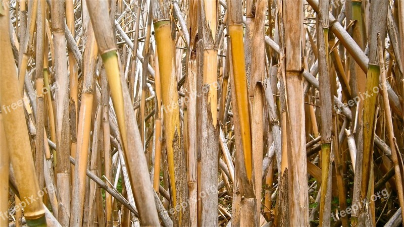 Cane Arundo Donax Stems Cylindrical Vegetable Botany