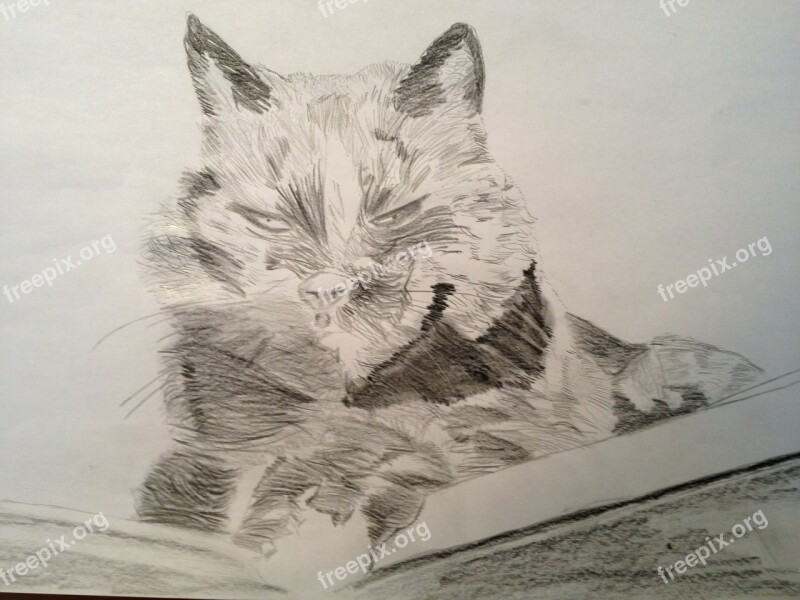 Drawing Pencil Cat Free Photos