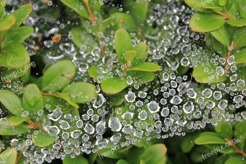 Cobweb Green Leaves Dew Dewdrop