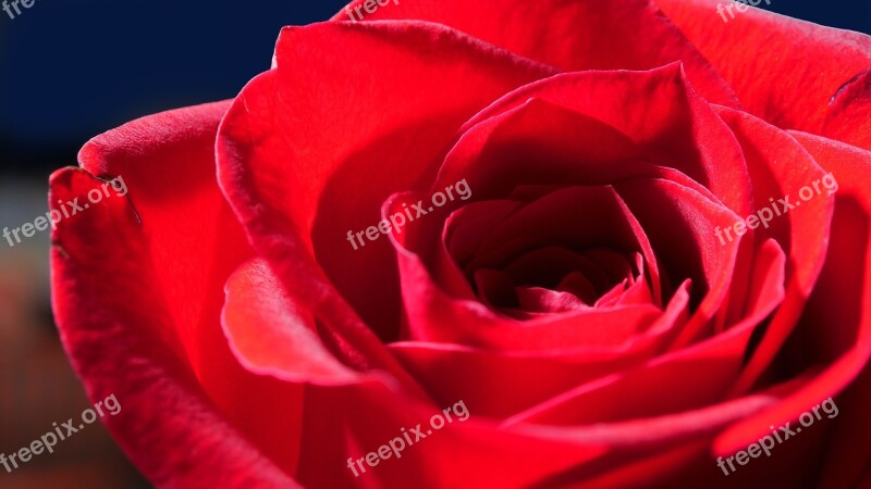 Rose Red Rose Flower Petals Free Photos