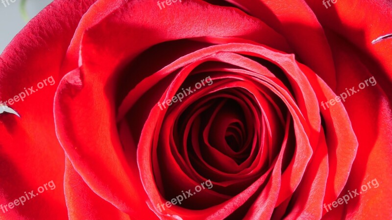 Rose Red Rose Flower Petals Free Photos