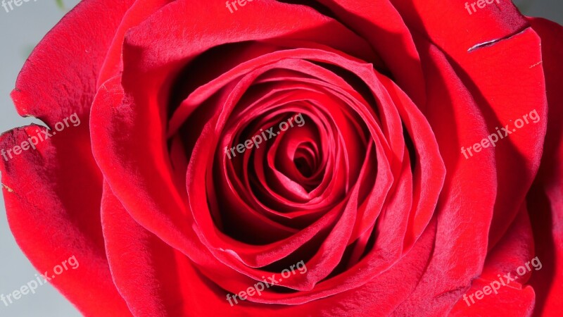 Rose Red Rose Flower Petals Free Photos