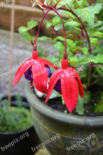 Fuchsia Potted Plant Woody Hardy Red