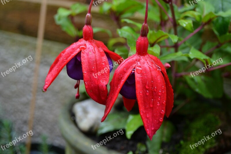 Fuchsia Potted Plant Woody Hardy Perennial Variety