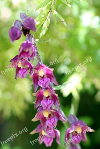 Red Helleborine Wild Flower Blossom Bloom Orchid