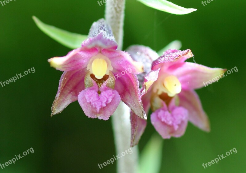 Red Helleborine Wild Flower Blossom Bloom Orchid