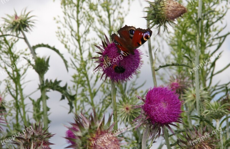 Peacock Butterfly Thistle Butterfly Insect Free Photos