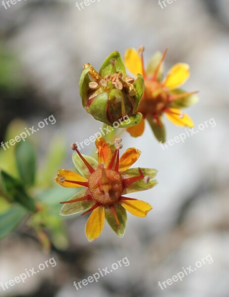 Sedum Cotyledon Wild Flower Blossom Bloom Yellow