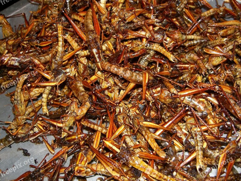 Insect Grilled Insects Eat Thailand Free Photos