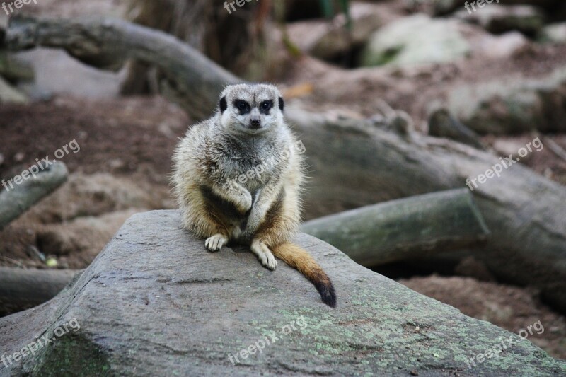 Meerkat Mongoose Suricate Suricata Suricatta Zoo