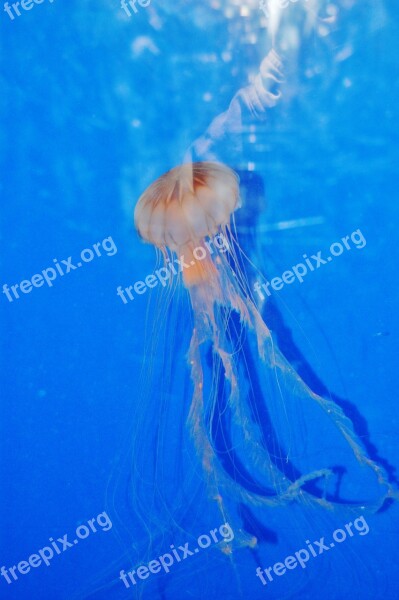 Jellyfish Aquarium Marine Swimming Creature