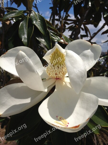 Magnolia Blossom Spring Magnolia Blossom Awakening