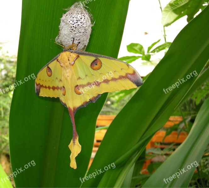 Butterfly Cocoon Moth Hatch Nature