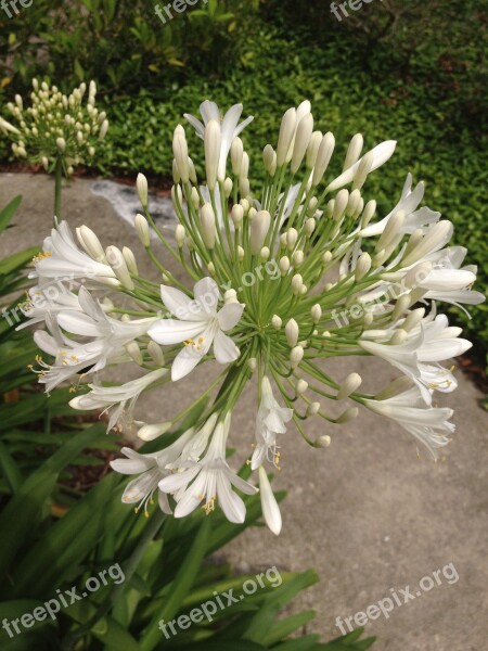 White Flower Nature Florida Flora