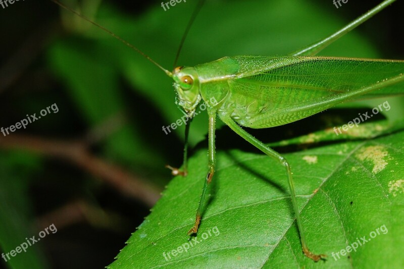 Cricket Grasshopper Locust Hopper Insect