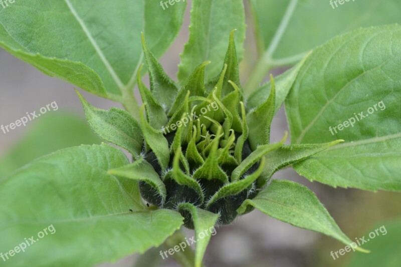 Sunflower Bud Tight Helianthus Annuus Green Flower Top