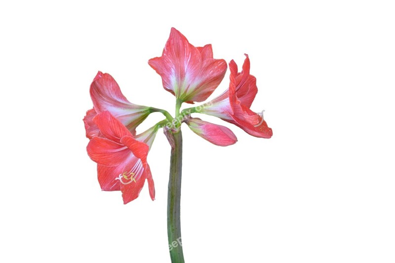 Amaryllis Flower Plant Red Flowers