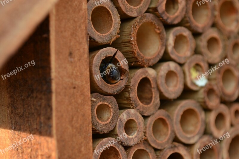 Mason Bee Bee Osmia Insect House Bamboo