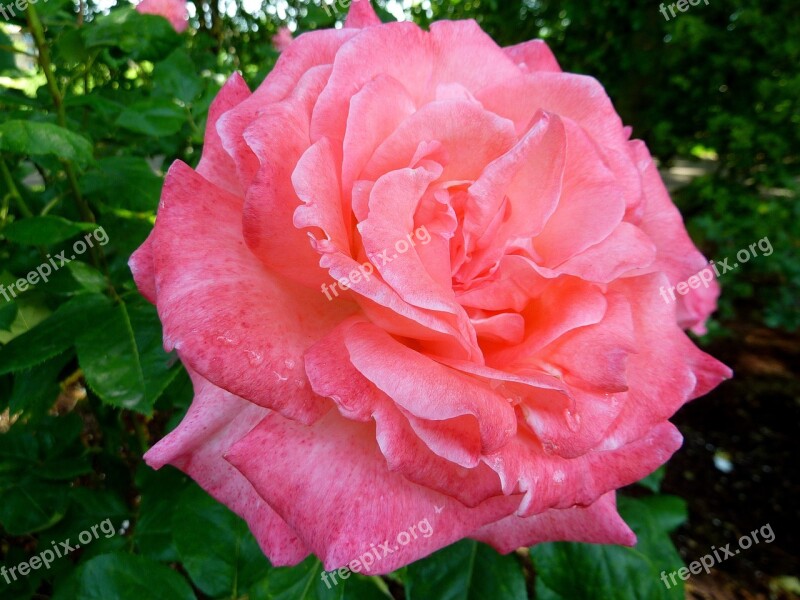 Rose Flora Flower Nature Pink