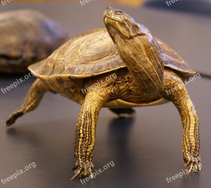 Turtle Reptile Animal Macro Close-up