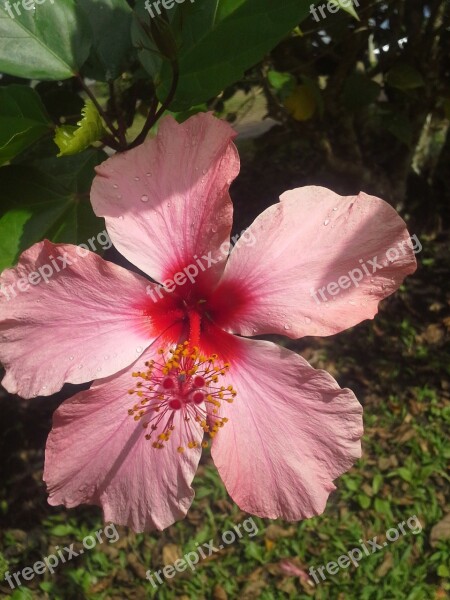 Cayenne Flower Red Flowers Vegetation