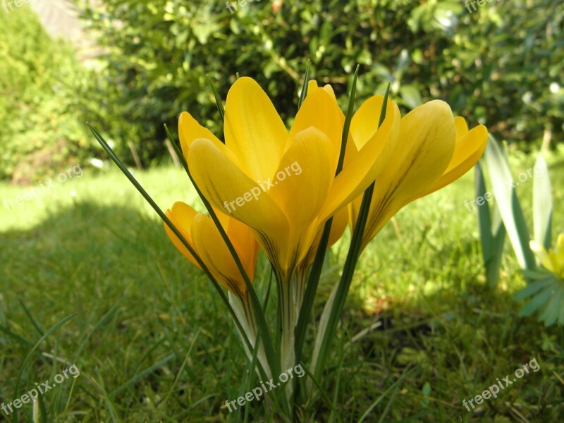 Crocus Flower Spring Yellow Blossom