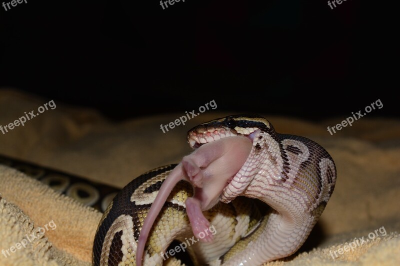 Constrictor Python Snake Animal Eat