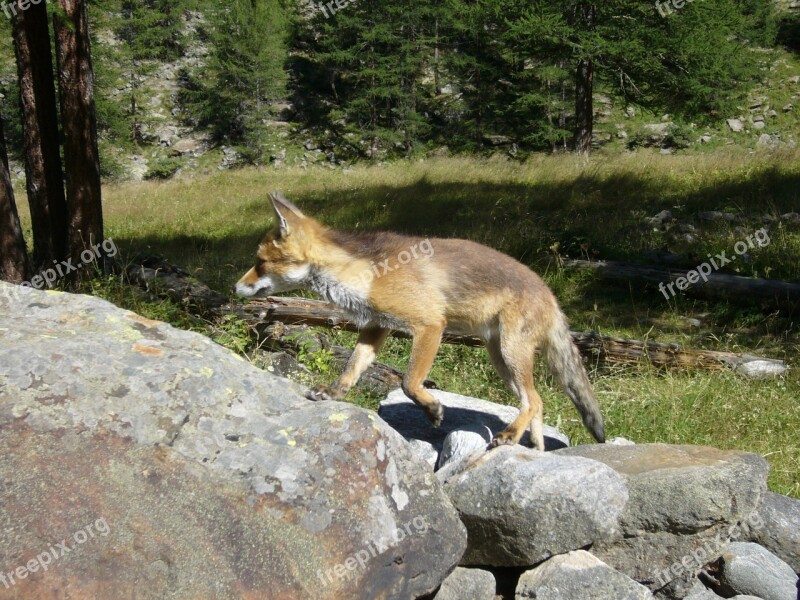 Fox Animals Canids Free Photos