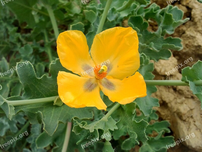 Yellow Flower Green Nature Free Photos