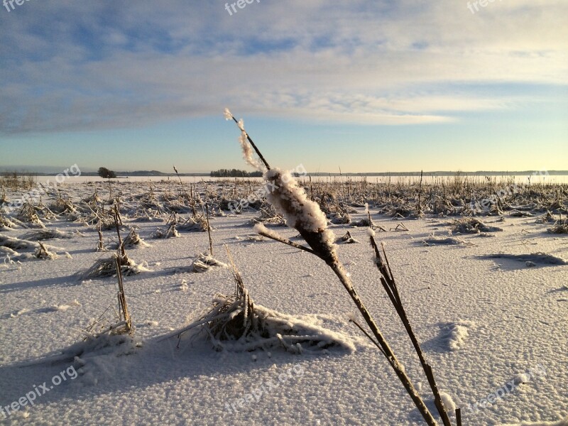 Winter Finnish Frost Snow Snowy