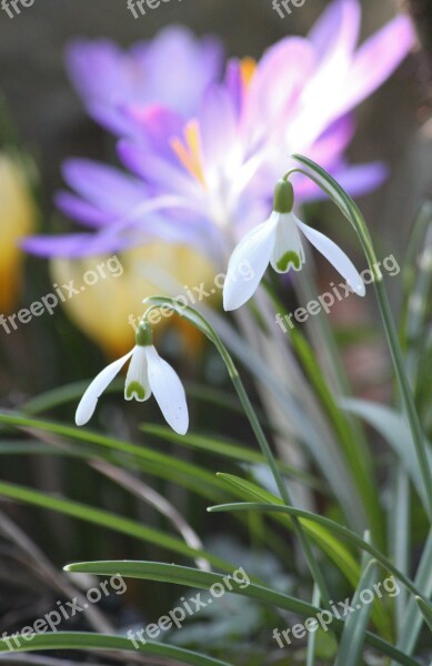 Snowdrop Spring Spring Flower Flower White